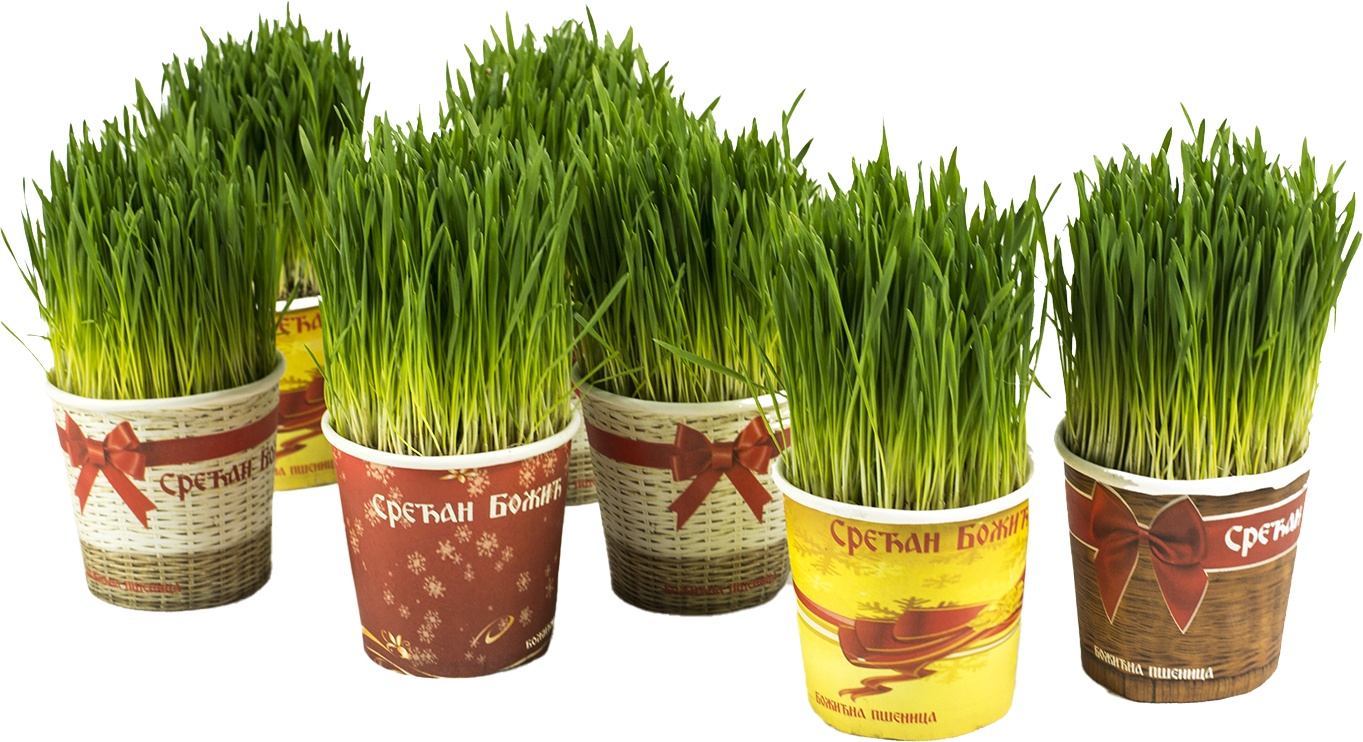 Slika za Božićna pšenica 1kom