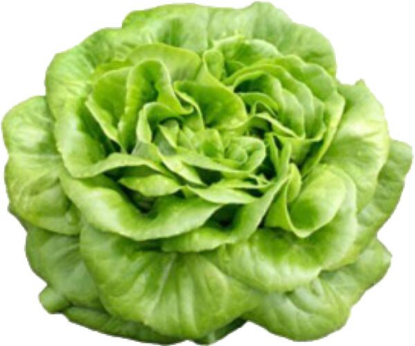 Slika za Salata puterica komad