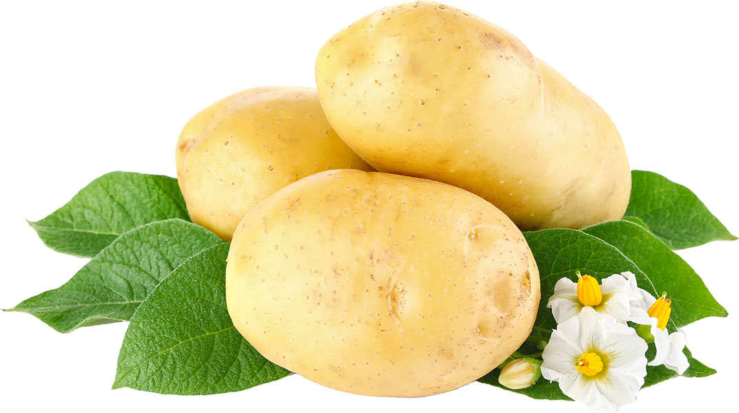 Slika za Krompir beli 1kg